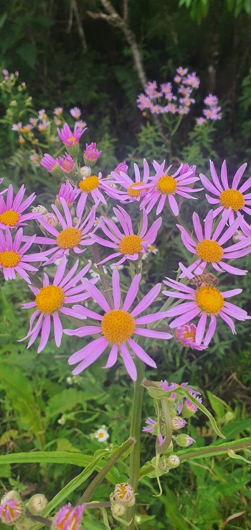 Senecio icoglossus photo 4