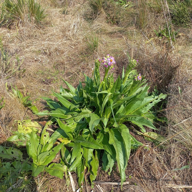 Senecio icoglossus photo 6
