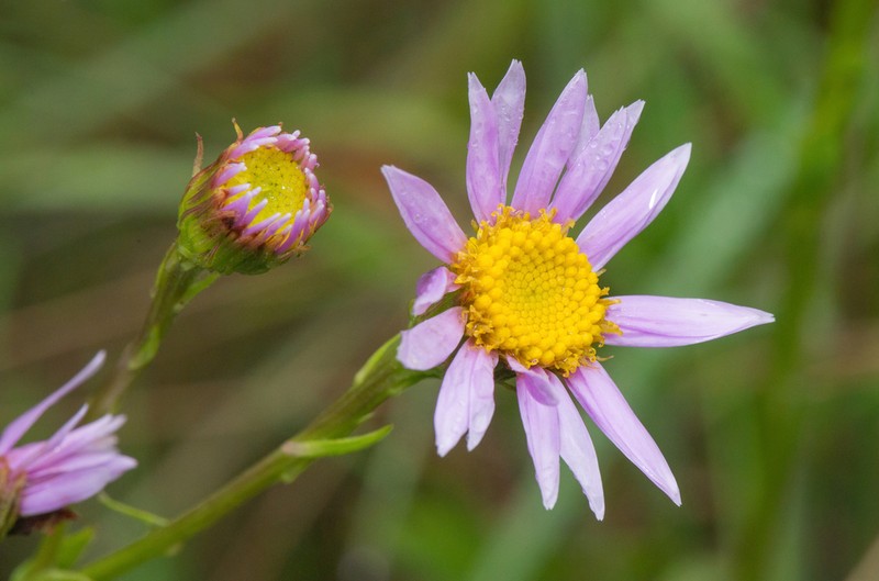 Senecio icoglossus photo 7
