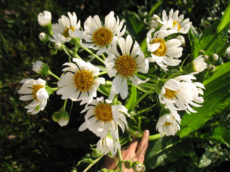 Senecio icoglossus photo 8