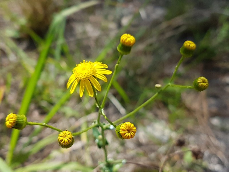 Senecio ilicifolius