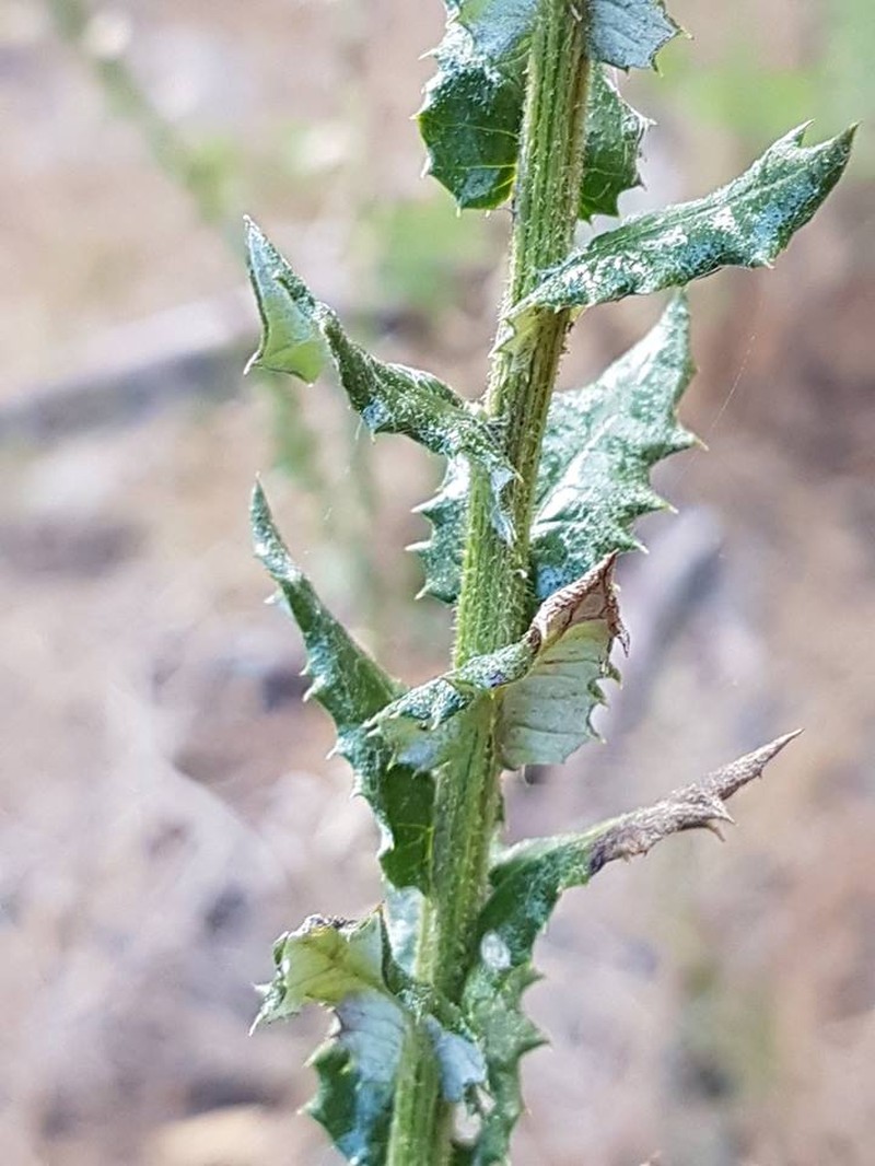 Senecio ilicifolius photo 2