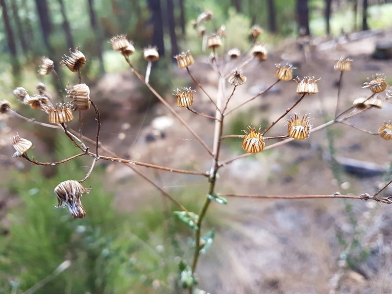 Senecio ilicifolius photo 3