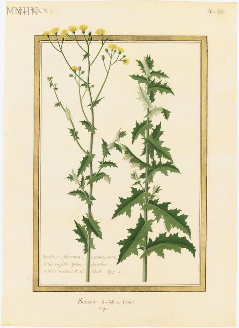 Senecio ilicifolius photo 4