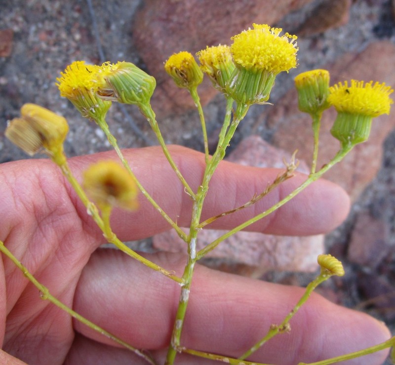 Senecio ilicifolius photo 5