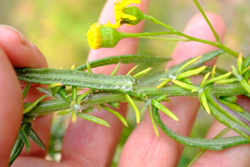 Senecio ilicifolius photo 6