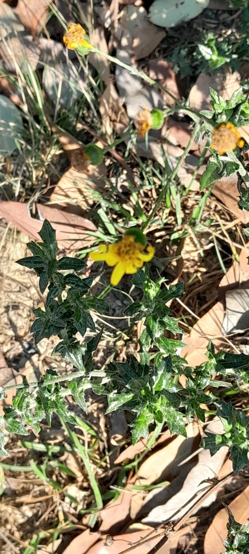 Senecio ilicifolius photo 7