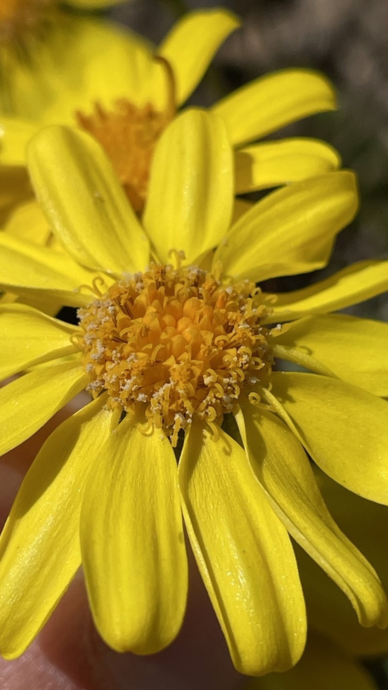 Senecio illinitus