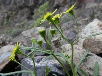 Senecio ilsae