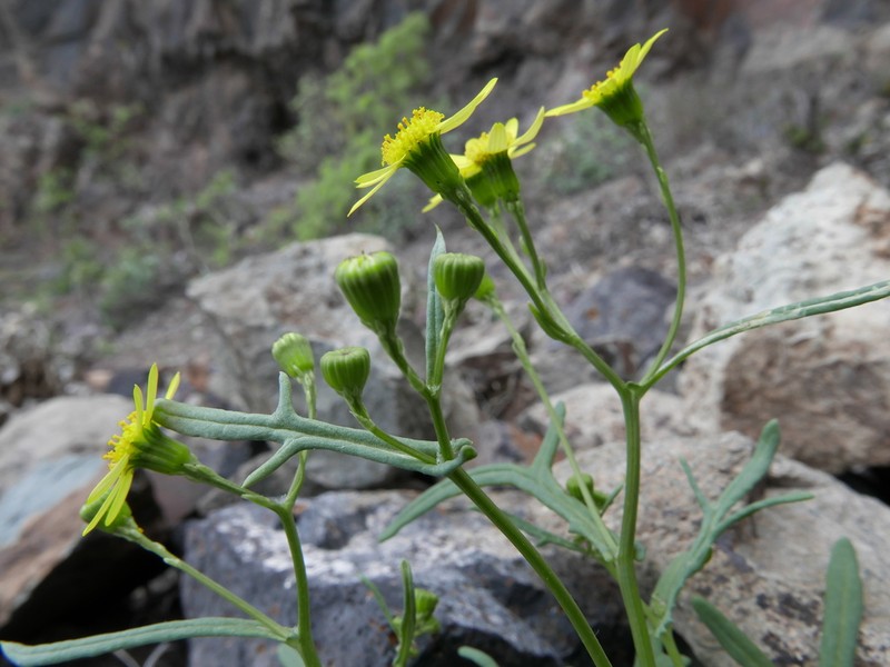 Senecio ilsae