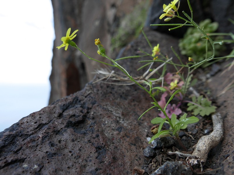 Senecio ilsae photo 2