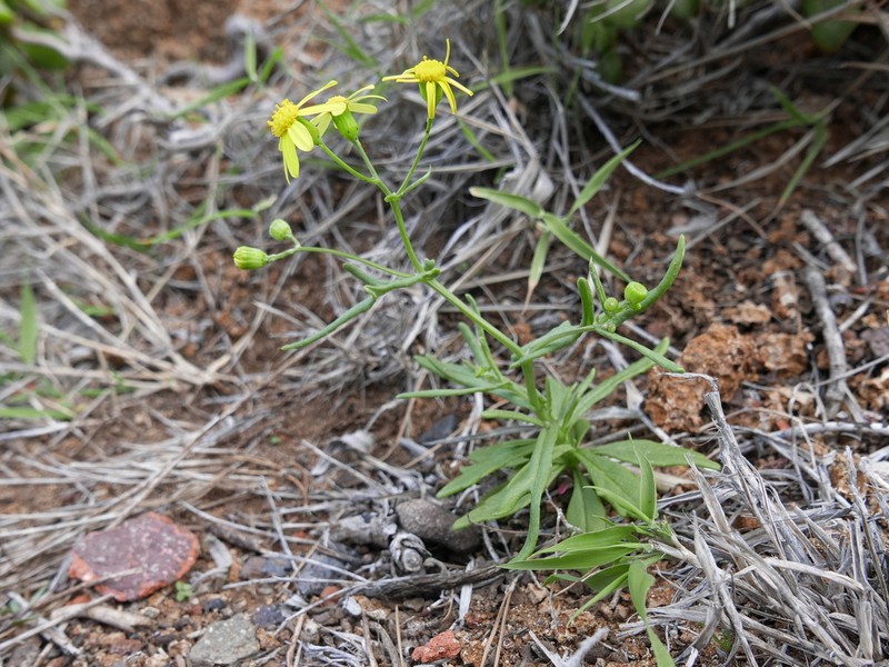Senecio ilsae photo 3
