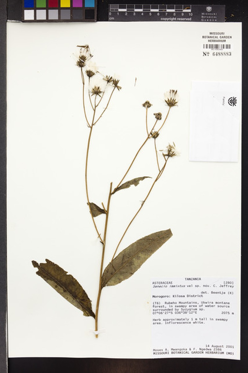 Senecio immixtus