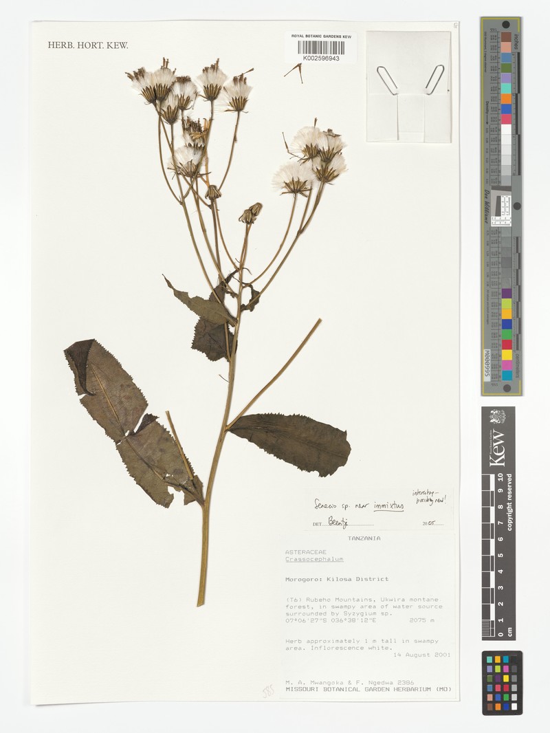 Senecio immixtus photo 2