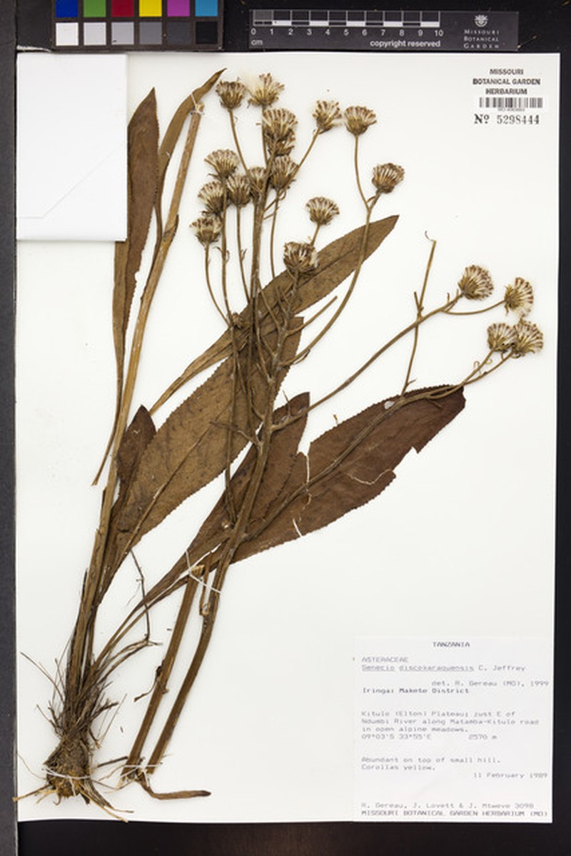 Senecio immixtus photo 3