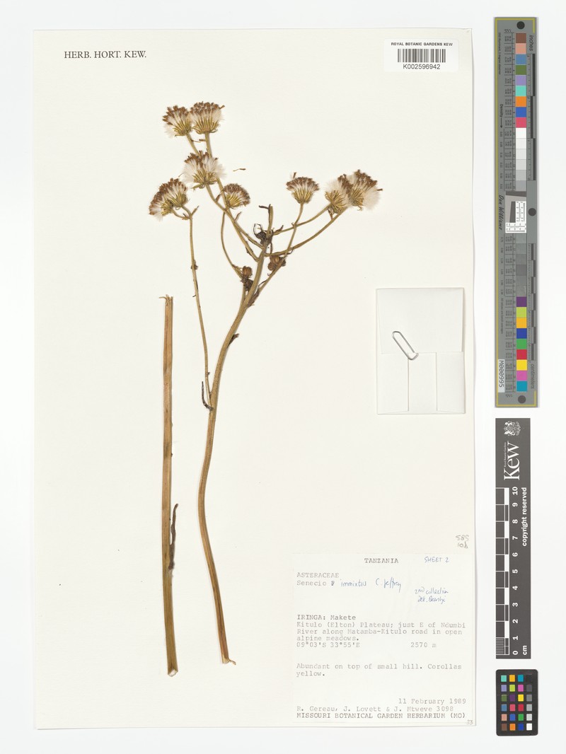 Senecio immixtus photo 4