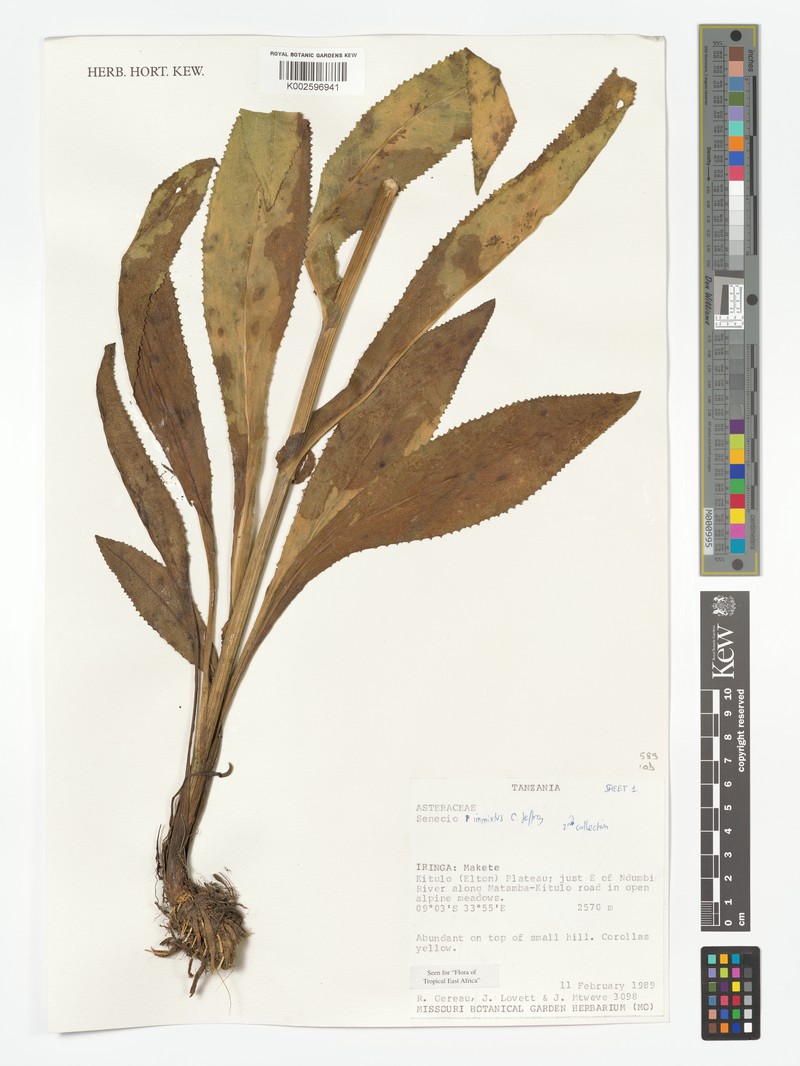 Senecio immixtus photo 5
