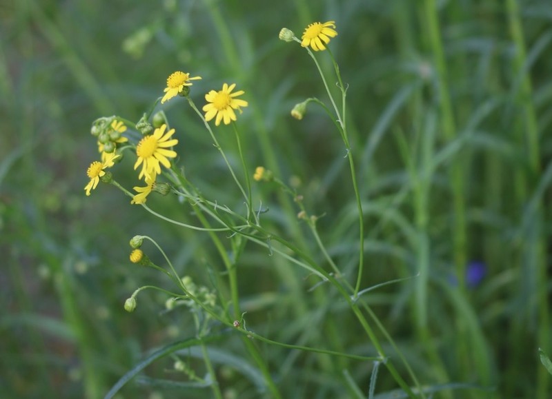 South African Ragwort photo 4