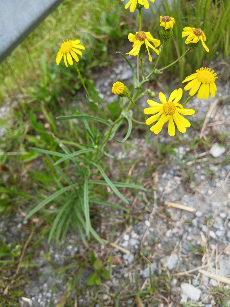 South African Ragwort photo 5