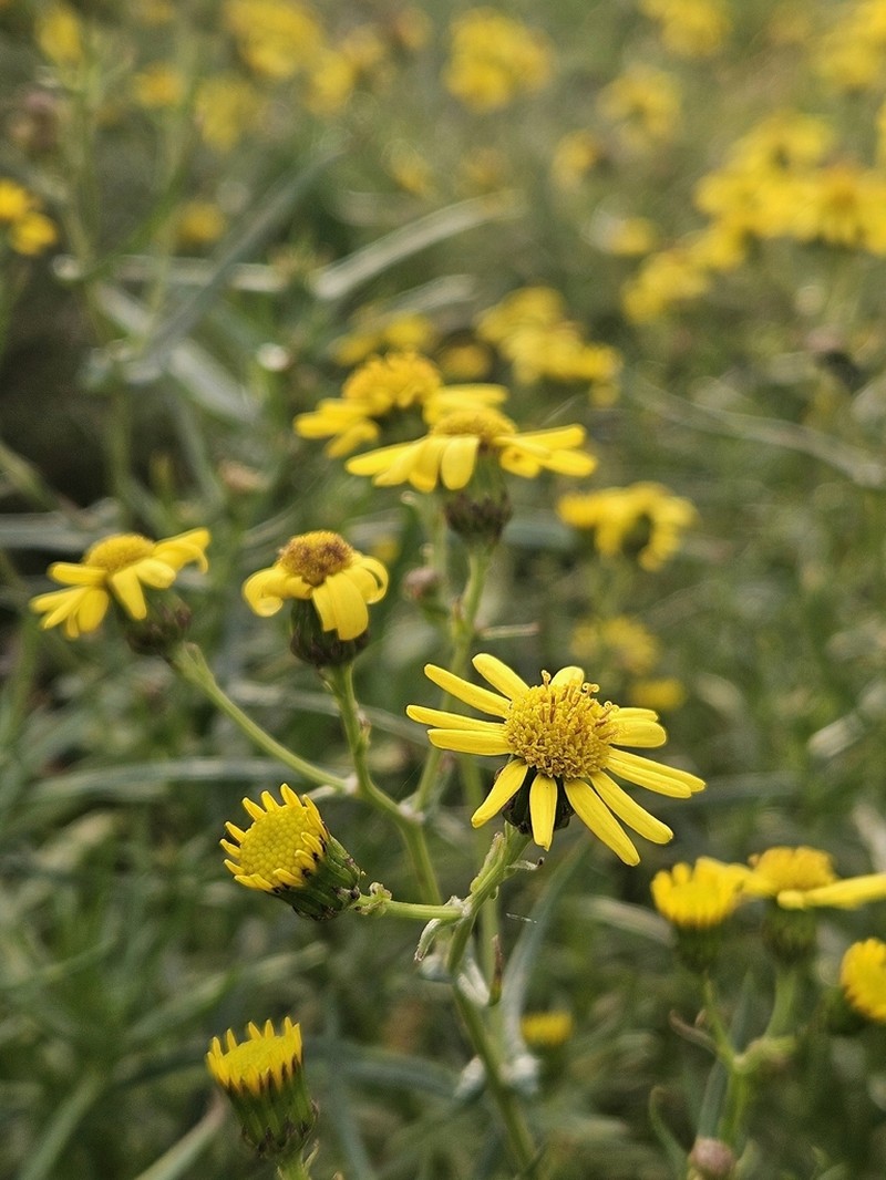 South African Ragwort photo 6