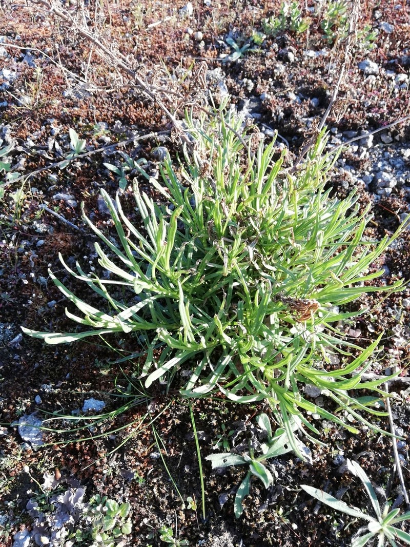 South African Ragwort photo 7