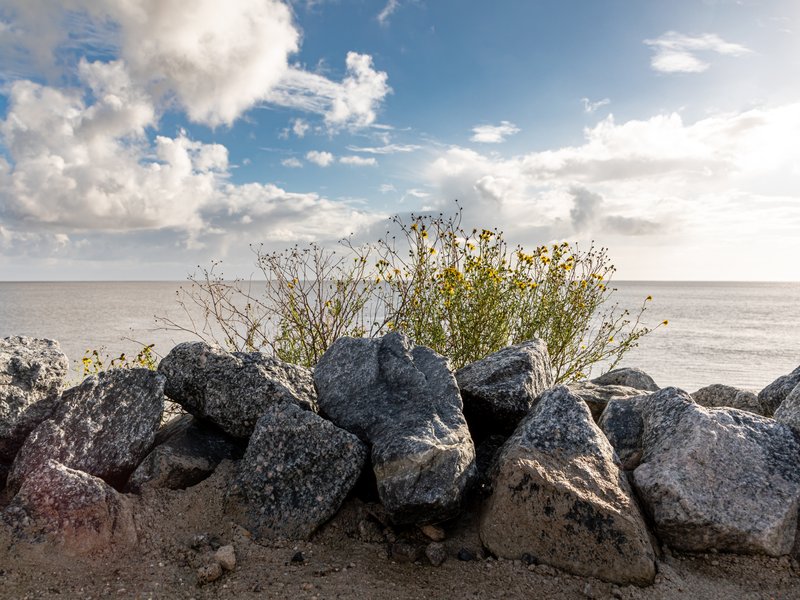 South African Ragwort