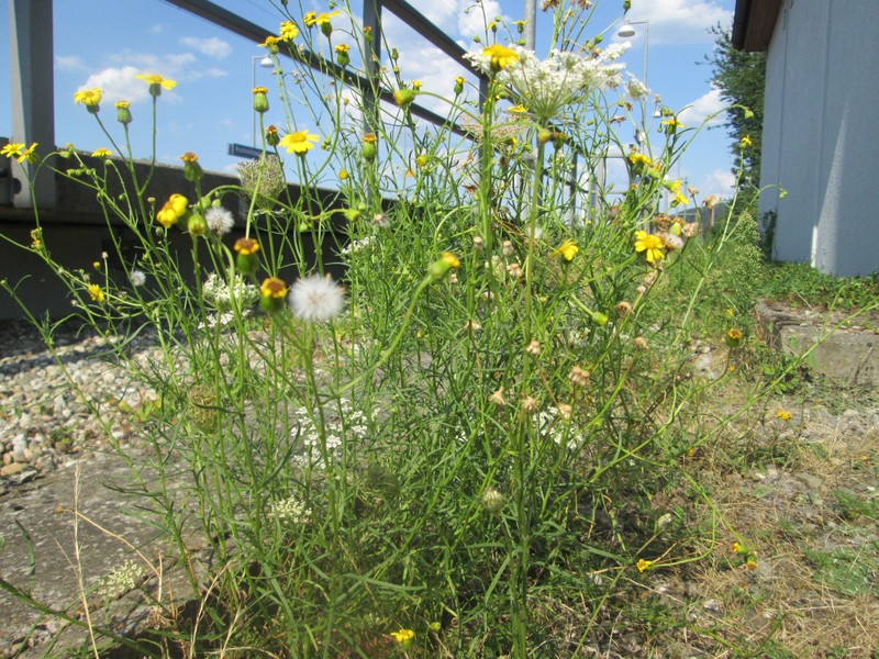 South African Ragwort photo 2