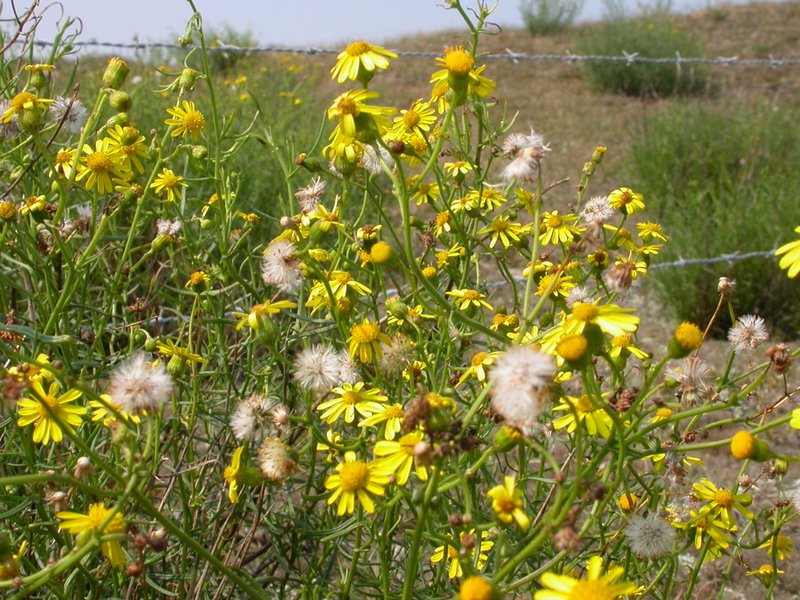 South African Ragwort