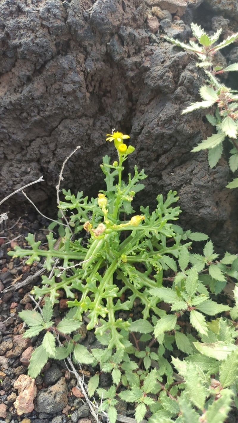Senecio incrassatus photo 2