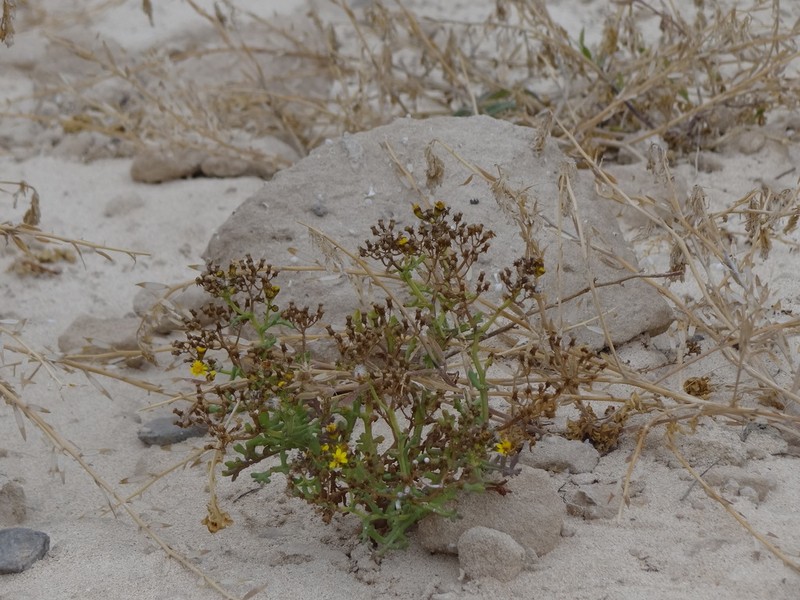 Senecio incrassatus photo 4
