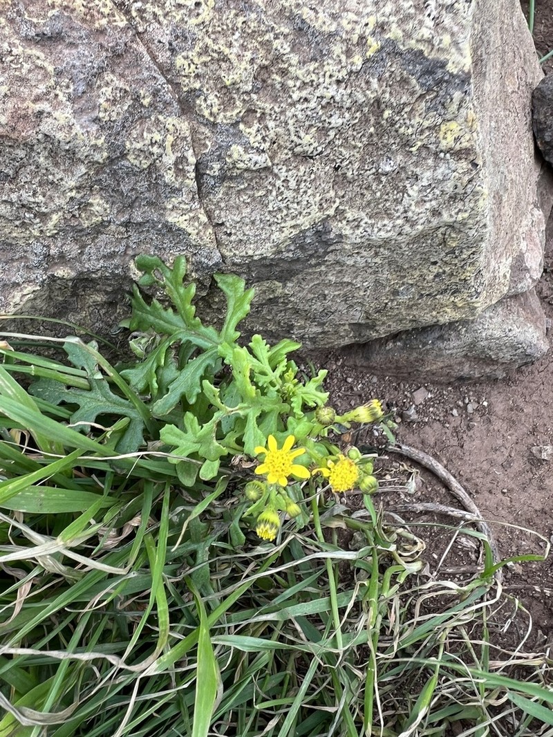 Senecio incrassatus photo 5