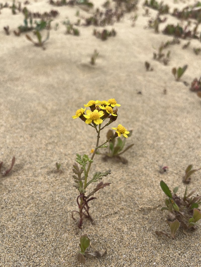 Senecio incrassatus photo 7