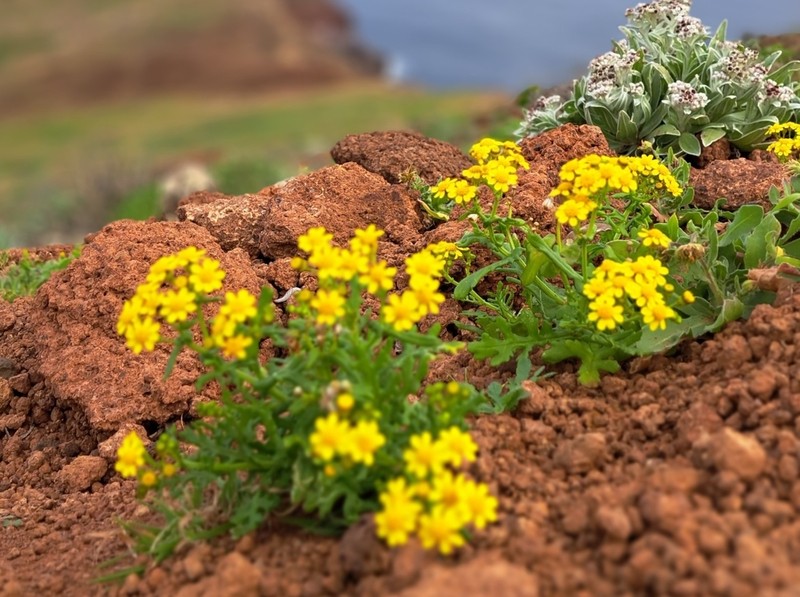 Senecio incrassatus photo 8