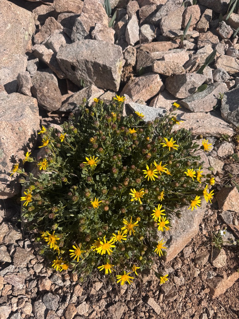 Senecio inexpectatus