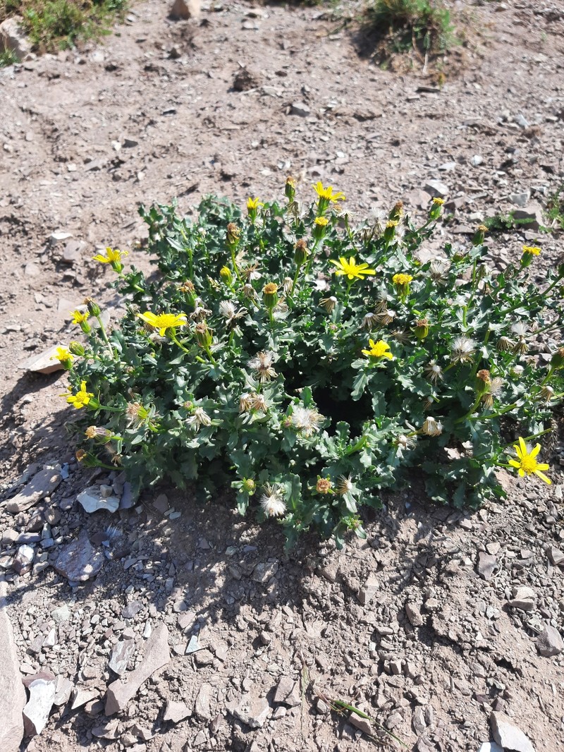 Senecio inexpectatus photo 2