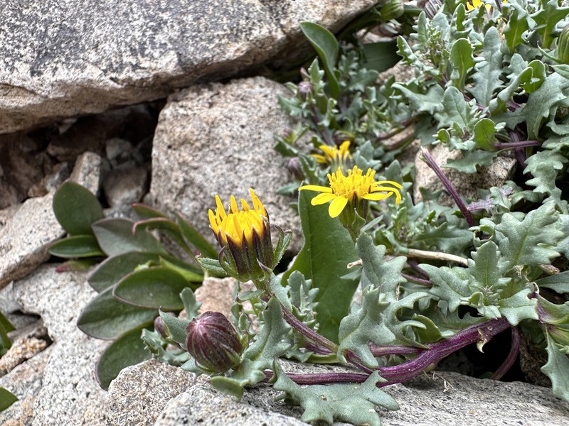 Senecio inexpectatus photo 3