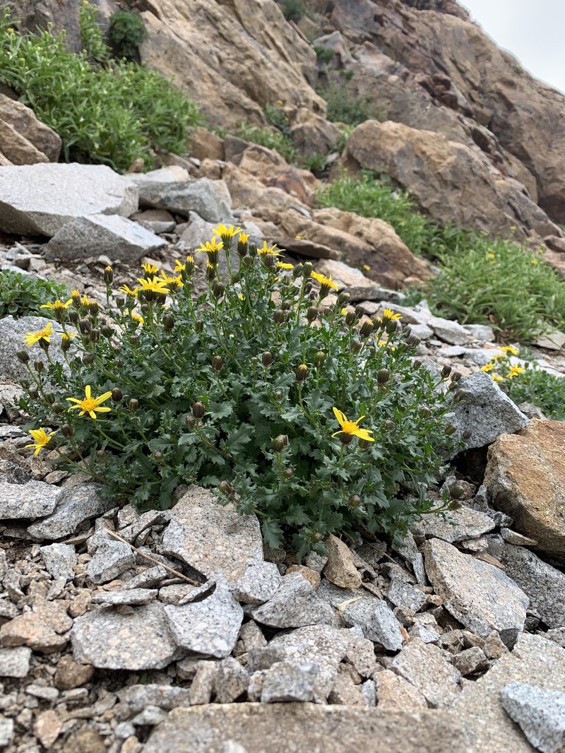 Senecio inexpectatus photo 4