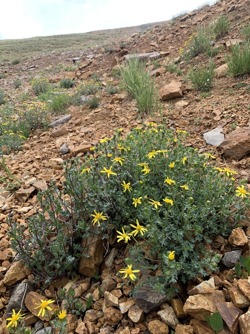Senecio inexpectatus photo 6