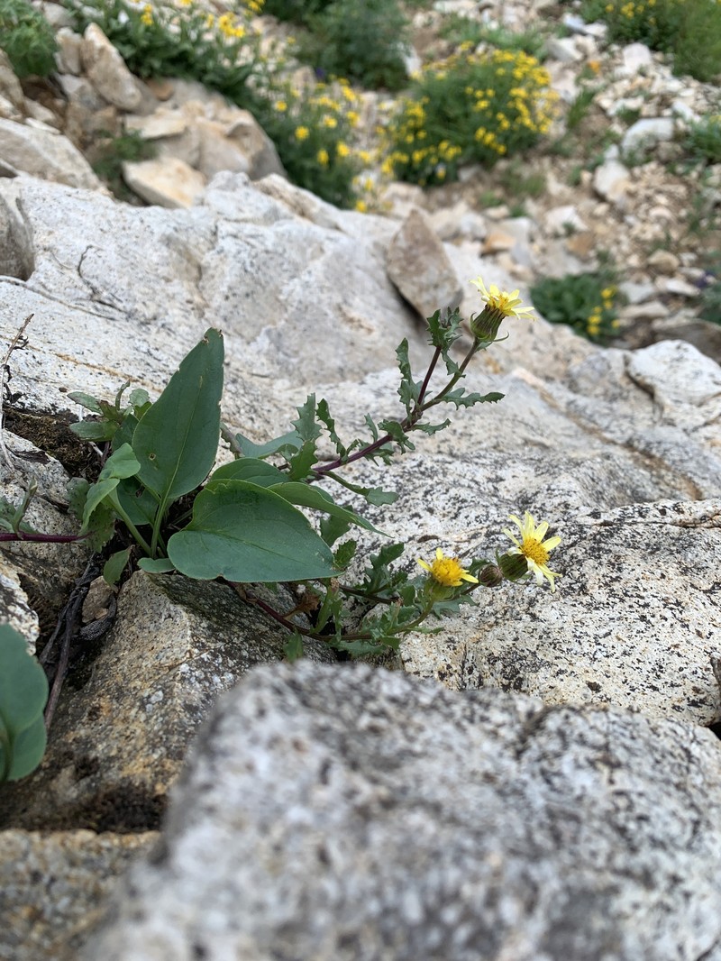 Senecio inexpectatus photo 7