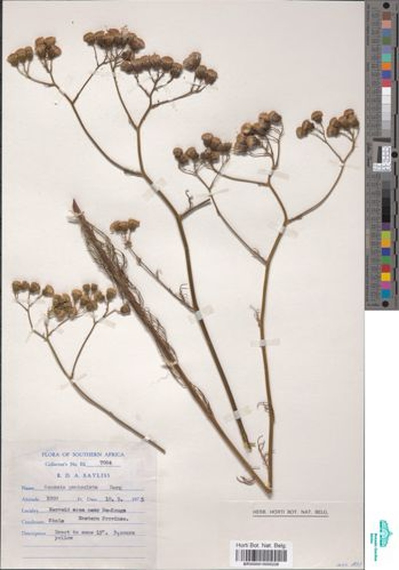 Senecio infirmus
