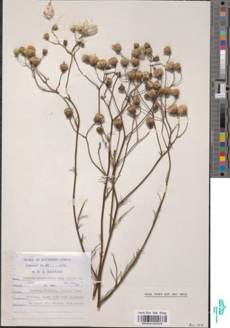 Senecio infirmus photo 2
