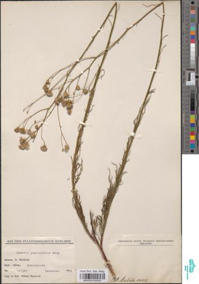 Senecio infirmus photo 3