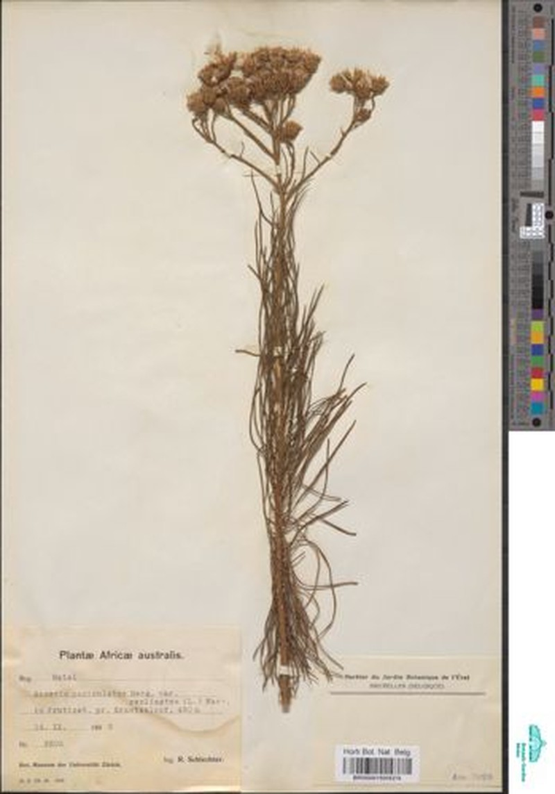 Senecio infirmus photo 4