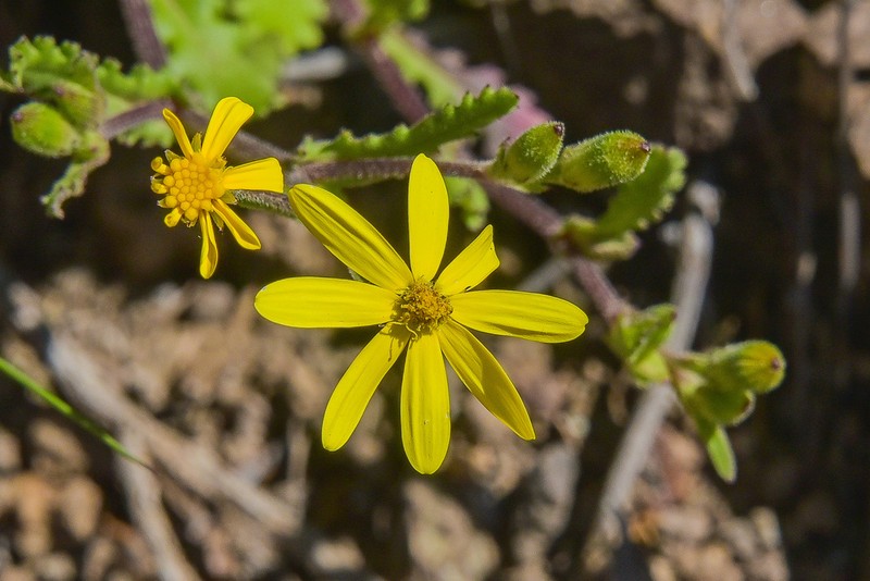 Senecio ingeliensis