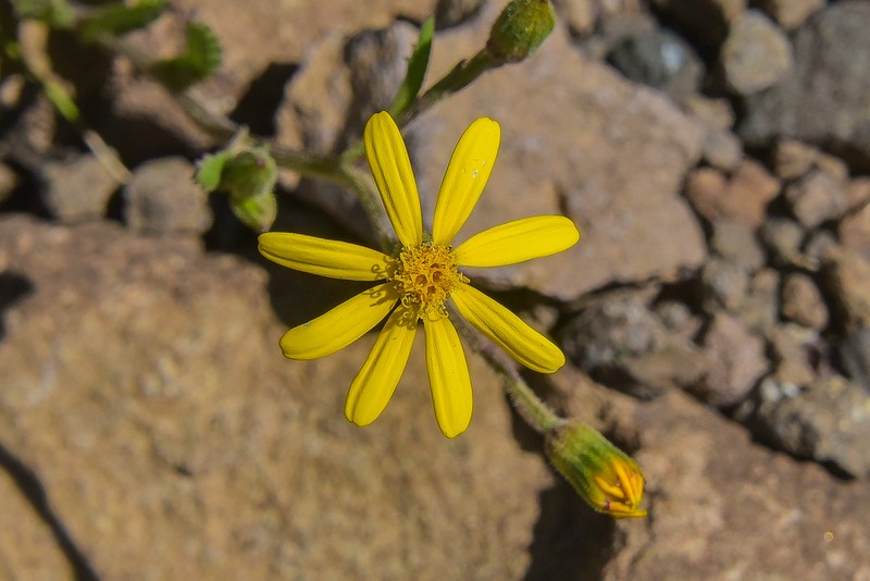 Senecio ingeliensis photo 2