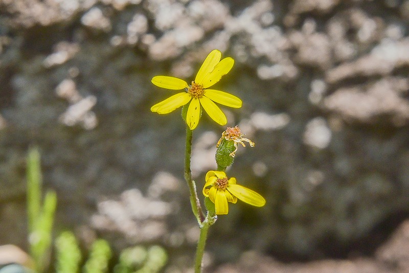 Senecio ingeliensis photo 3