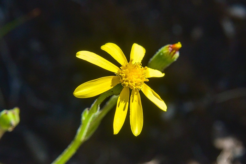 Senecio ingeliensis photo 4