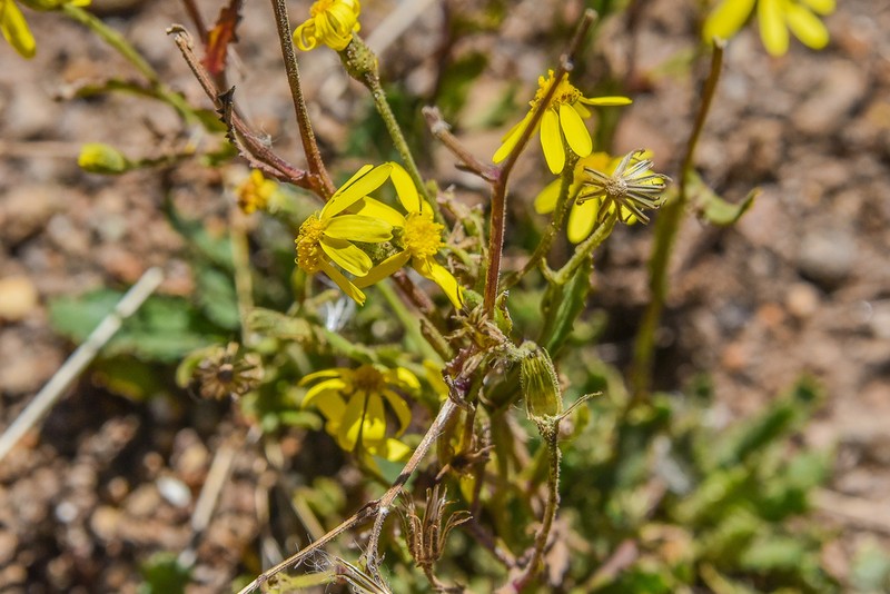 Senecio ingeliensis photo 5