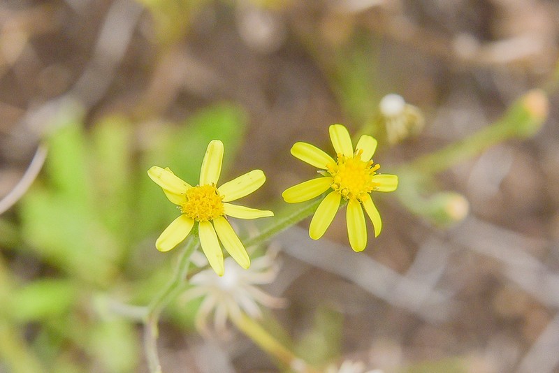 Senecio ingeliensis photo 6