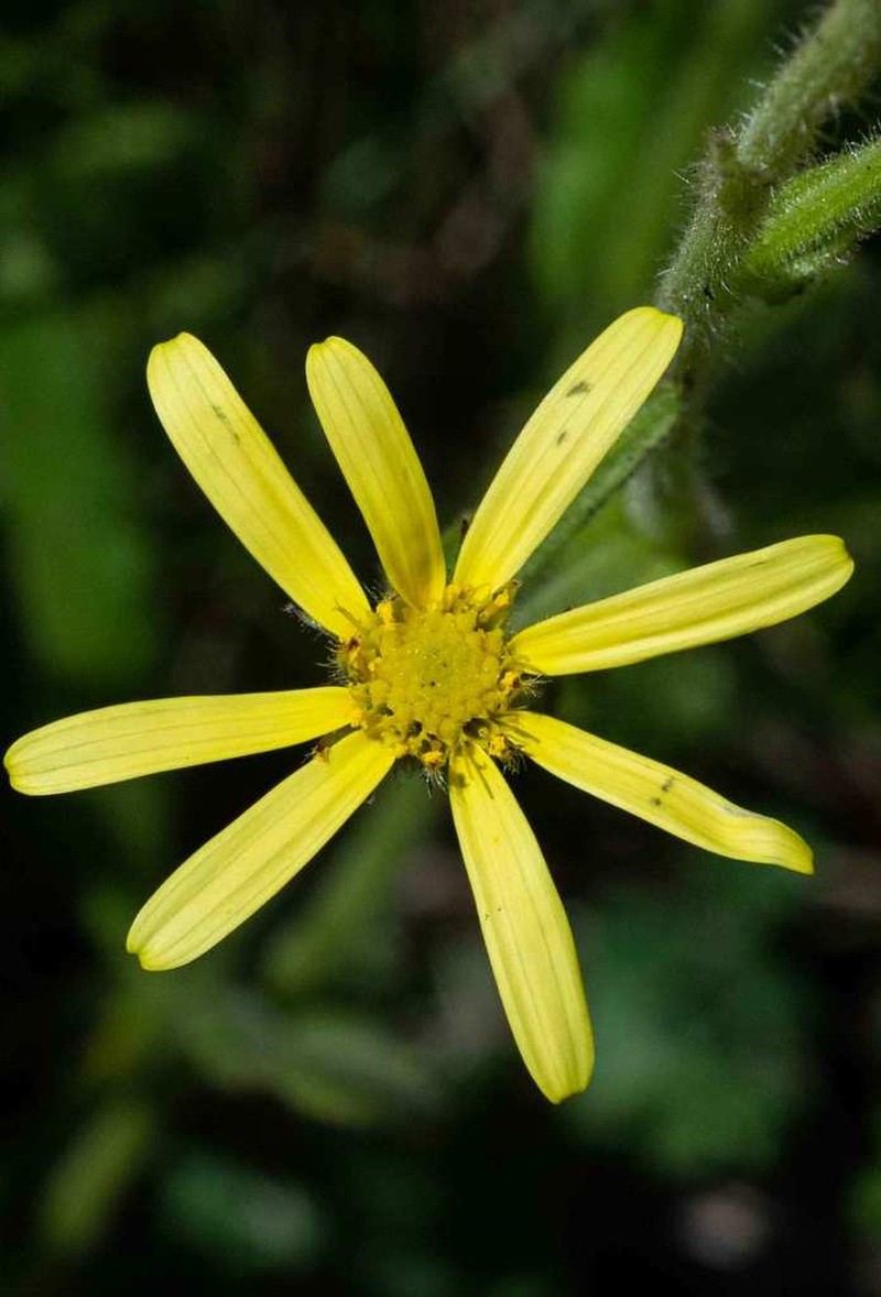 Senecio ingeliensis photo 7